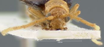 Media type: image; Entomology 18303   Aspect: head frontal view